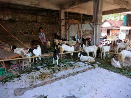 PENYALURAN BIBIT KAMBING PROGRAM KETAHANAN PANGAN